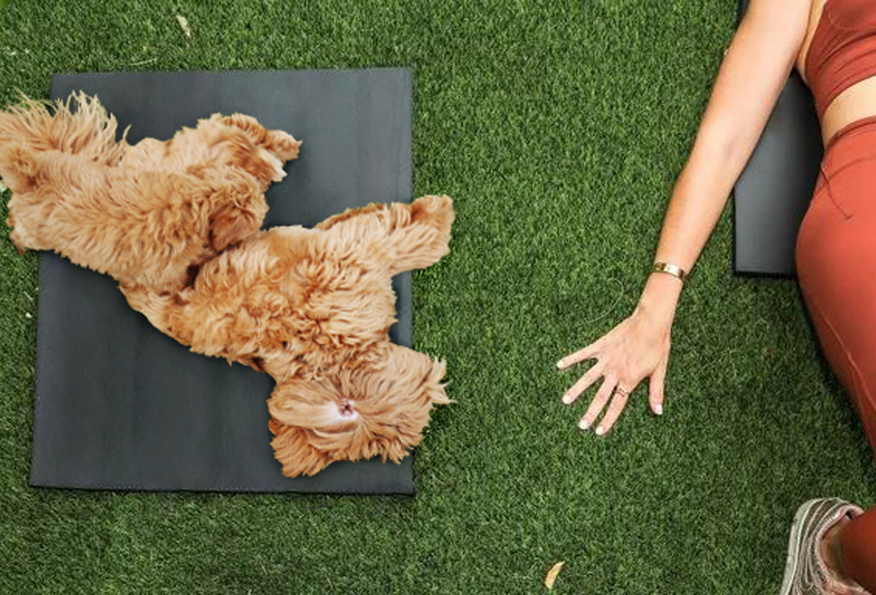 dog laying on yoga mat next to woman