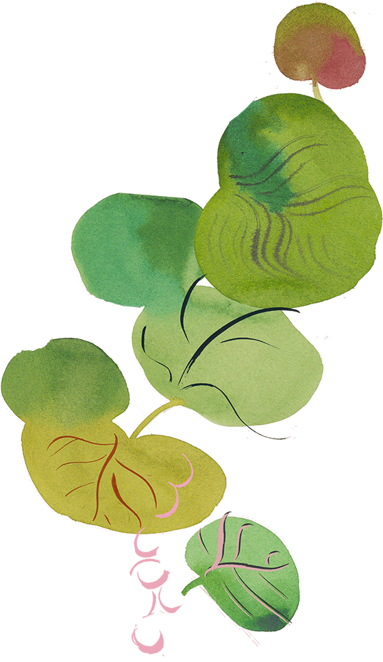 sea grapes vignette 3