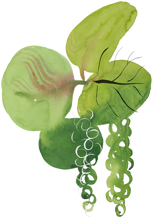 sea grapes