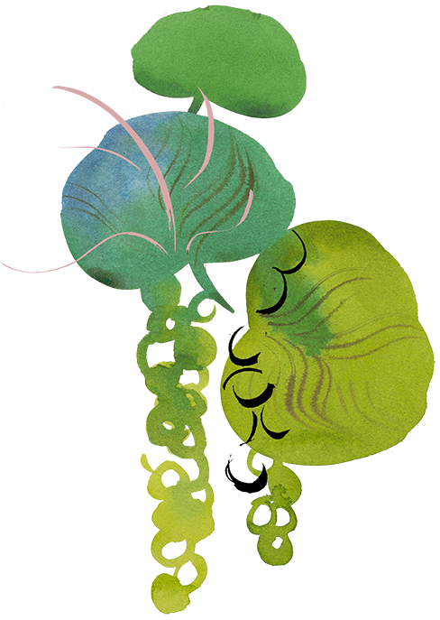 sea grapes vertical